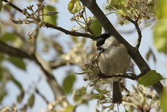 Mésange nonette