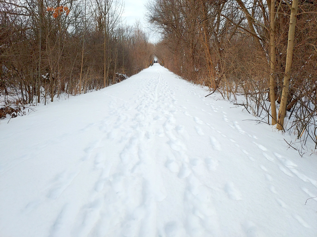 No one but my dog and I on the trail.