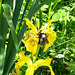 Sumpf-Schwertlilie (Iris pseudacorus)