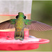 EF7A2354 Hummingbird