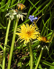 20240406 0020CPw [D~LIP] Löwenzahn (Taraxacum officinale), BS