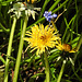 20240406 0020CPw [D~LIP] Löwenzahn (Taraxacum officinale), BS