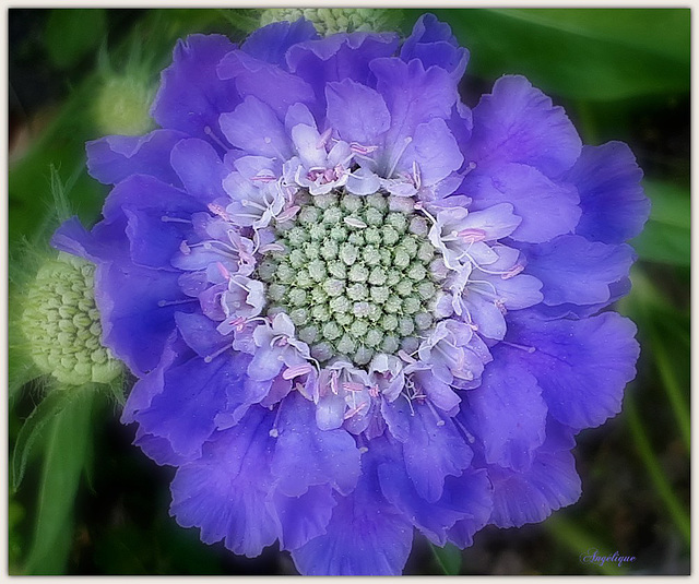 Scabieuse..........Bonne journée à tous ❤️♀♀♀