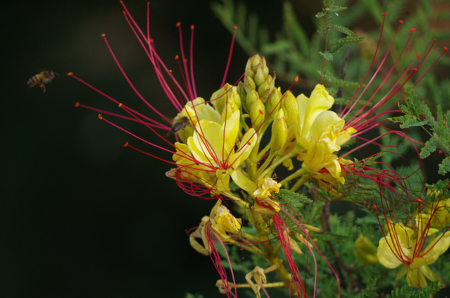 Grévilée semperflorens - abeille