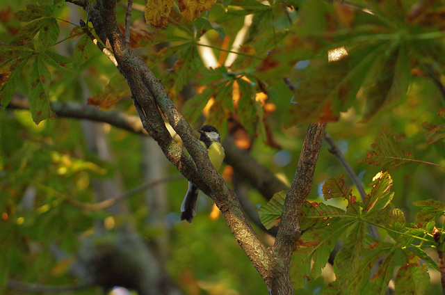 Mésange charbonnière (parus major) - Drôme