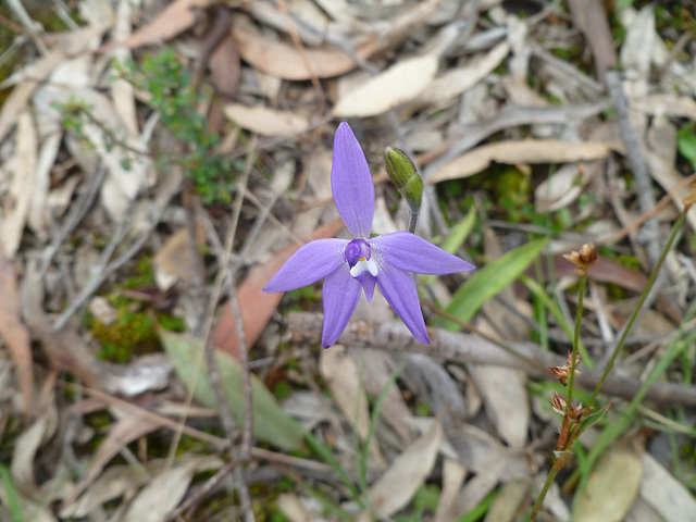 glossodia major