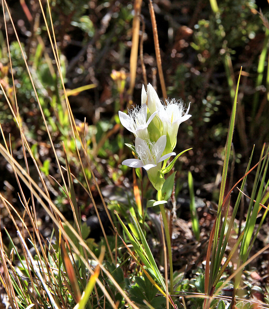 weisser Kranzenzian (Feldenzian) - white field gentian - gentiane blanc