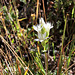 weisser Kranzenzian (Feldenzian) - white field gentian - gentiane blanc