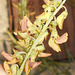DSCN7091a - Crotalaria lanceolata, Fabaceae