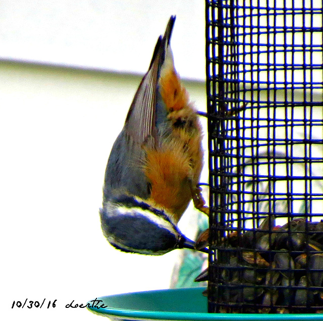 Red-breasted Nuthatch (Rotbrust Kleiber)