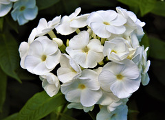 Phlox