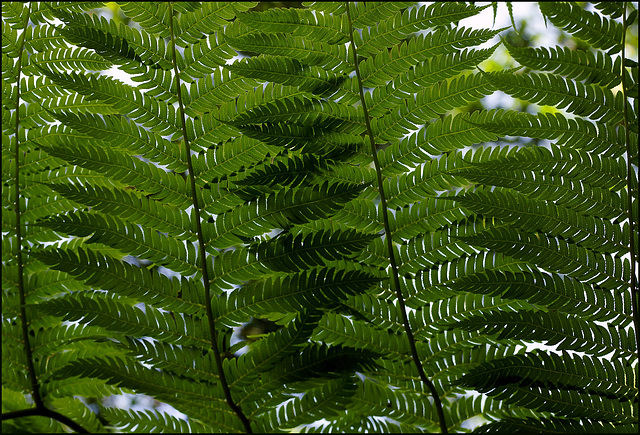 Close Fern