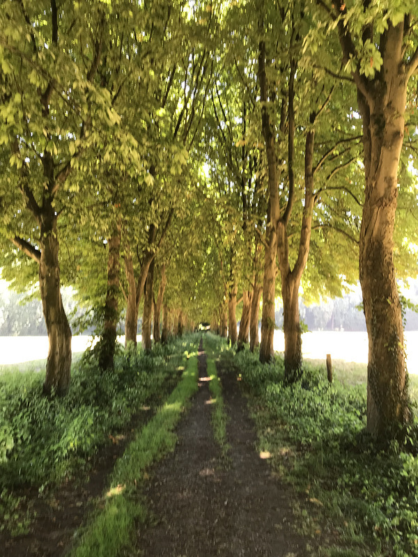 17 Allee