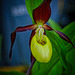 Gelber  Frauenschuh Orchidee