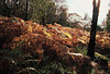 Wildboar Clough - the path through the woods (4 of 9)