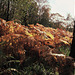 Wildboar Clough - the path through the woods (4 of 9)