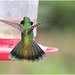 EF7A2353 Hummingbird