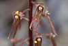 Neottia bifolia (formerly Listera australis ) (Southern Twayblade orchid)