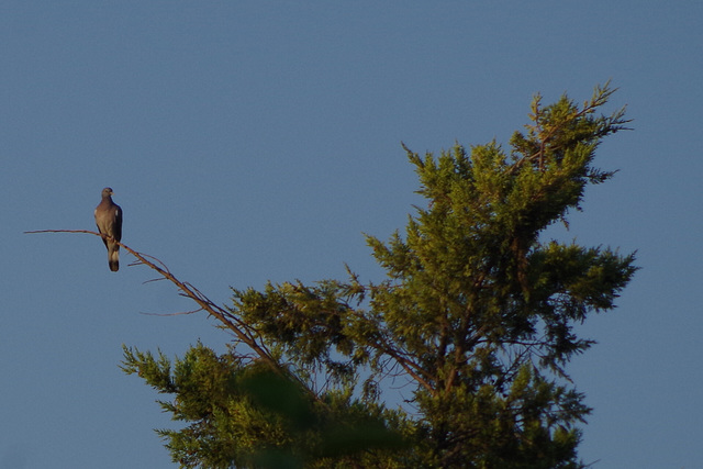 Pigeon ramier (Columba palumbus) attentif sur son perchoir.