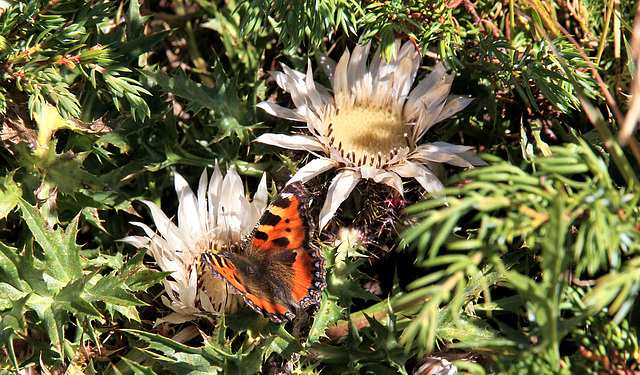 kleiner Fuchs auf einer Silberdistel