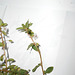 DSCN7092 - Sauvagesia erecta, Ochnaceae