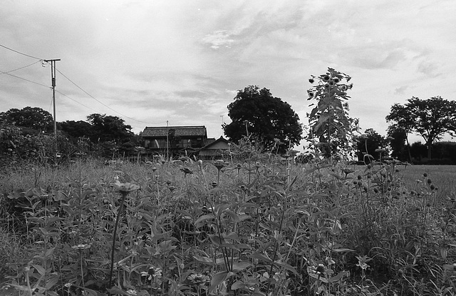 House surrounded with flowers