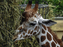 20170928 3067CPw [D~OS] Netzgiraffe, Zoo Osnabrück