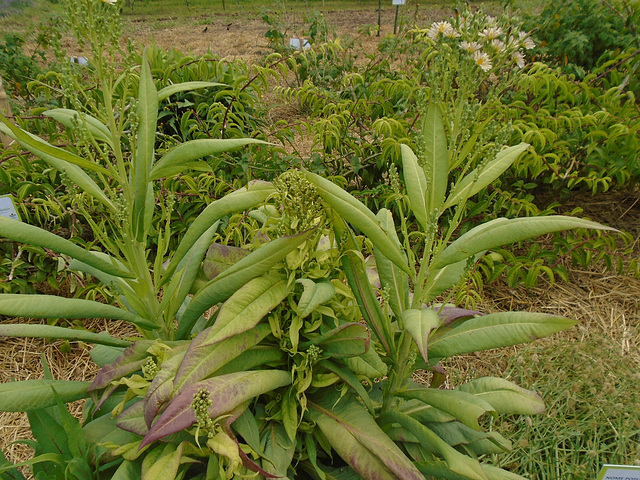 DSC01098 - Almeirão-roxo Lactuca canadensis, Asteraceae