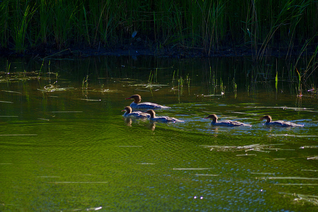 Goosander family