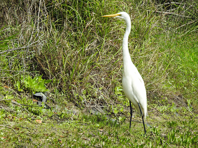 Day 2, Great Egret, Connie Hagar C S