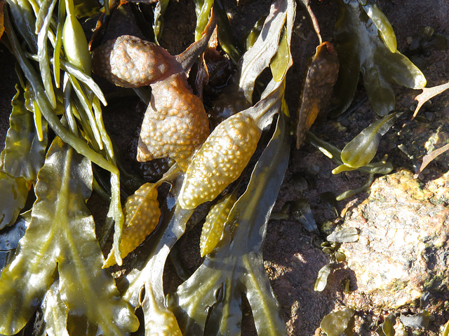 Kelp on rock exposed at low tide