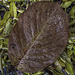 Autumn Magnolia leaf