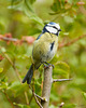 Blaumeise in frischem Grün