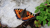 aglais urticae