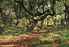 Wildboar Clough - the path through the woods (5 of 9)