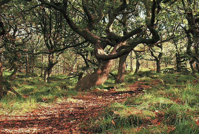 Wildboar Clough - the path through the woods (5 of 9)