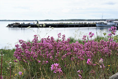 Gewöhnliche Pechnelke (Silene viscaria)