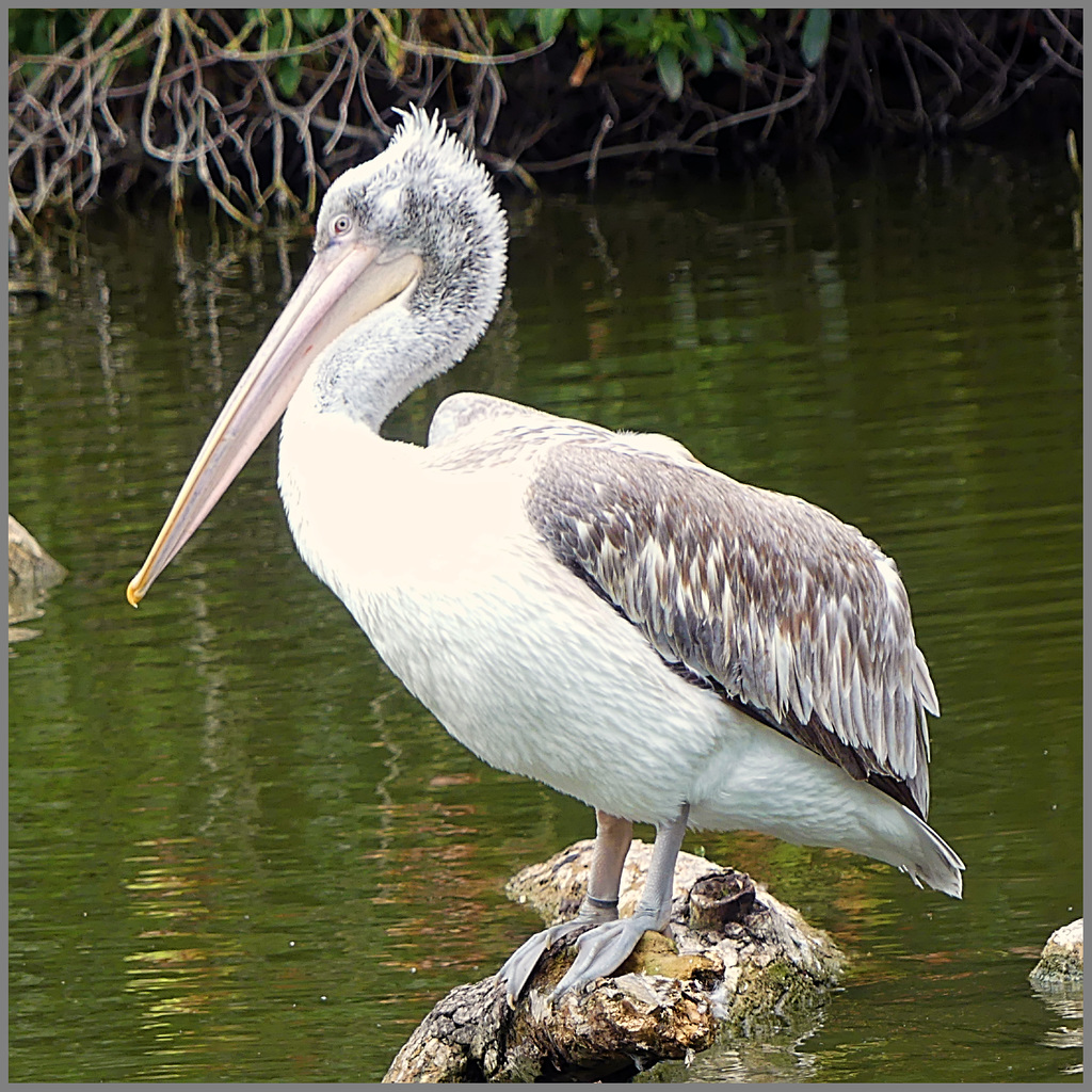 Pelecanus Crispus