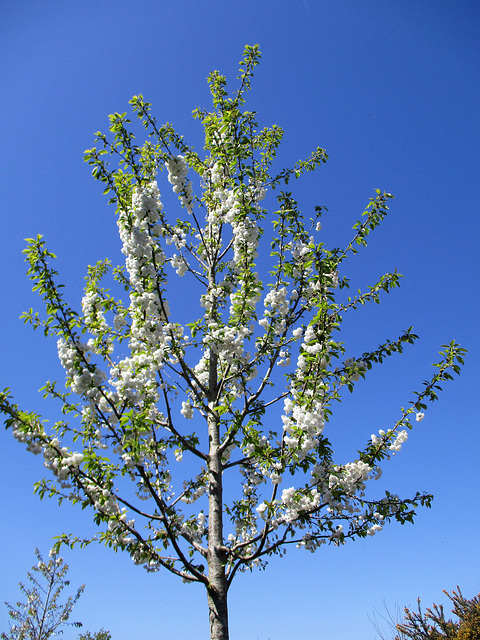 le printemps