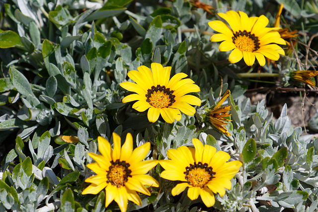 Gazania Rigens