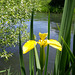 Sumpf-Schwertlilie (Iris pseudacorus)