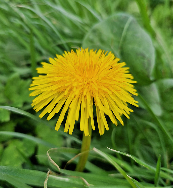 Dandelion - Taraxacum officinale