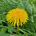 Dandelion - Taraxacum officinale