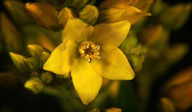 Der Gewöhnliche Gilbweiderich (Lysimachia vulgaris) ist eine besondere Pflanze :))  The common loosestrife (Lysimachia vulgaris) is a special plant :))  La salicaire commune (Lysimachia vulgaris) est 