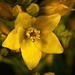 Der Gewöhnliche Gilbweiderich (Lysimachia vulgaris) ist eine besondere Pflanze :))  The common loosestrife (Lysimachia vulgaris) is a special plant :))  La salicaire commune (Lysimachia vulgaris) est une plante particulière :))