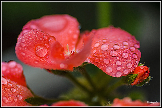 Flores bajo la lluvia