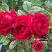 Il nome della rosa