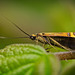 Die Gelbband-Langhornmotte (Nemophora degeerella) hat ihre Fühler ausgefahren :)) The Yellow-banded Longhorn Moth (Nemophora degeerella) has extended its antennae :)) Le papillon à bandes jaunes (Nemophora degeerella) a étendu ses antennes :))