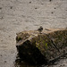 Pied Wagtail in the rain