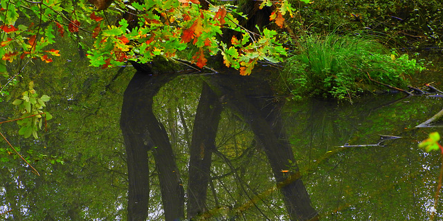 Watertree